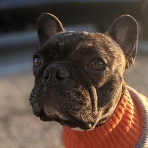 Meet your Posher, Chase